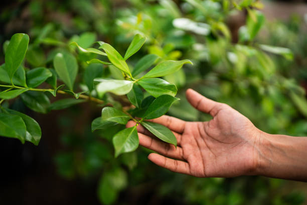 How Our Tree Care Process Works  in  Carlin, NV